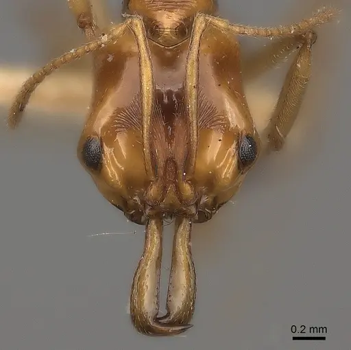 Anochetus paripungens specimen