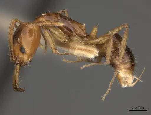 Anochetus paripungens specimen