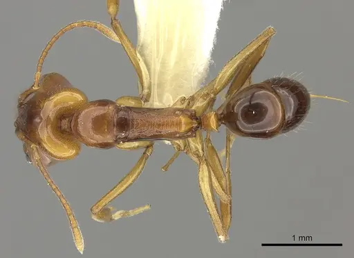 Anochetus paripungens - CASENT0260504