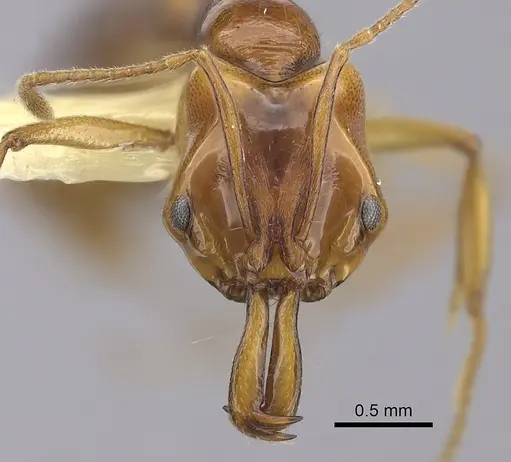 Anochetus paripungens - CASENT0260504