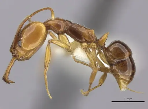 Anochetus paripungens - CASENT0260504