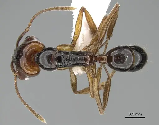 Anochetus paripungens - CASENT0746783