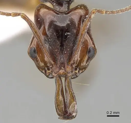 Anochetus paripungens - CASENT0746783