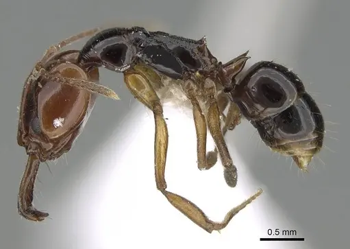 Anochetus paripungens - CASENT0746783