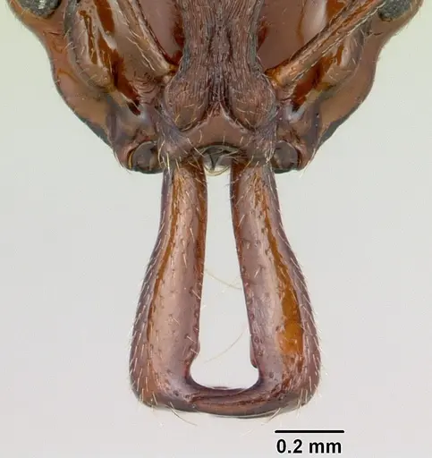 Anochetus pattersoni specimen