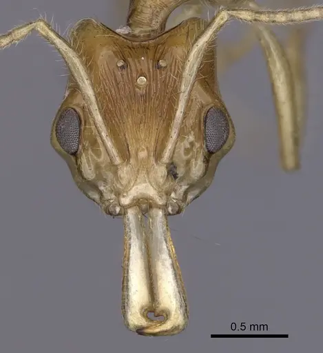 Anochetus pellucidus specimen