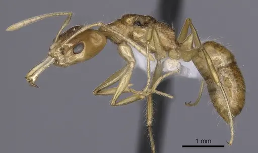 Anochetus pellucidus specimen