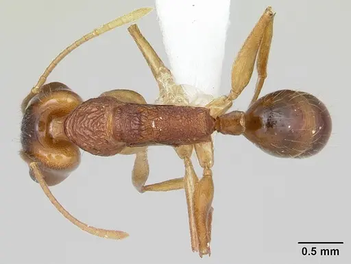 Anochetus pellucidus - CASENT0178260