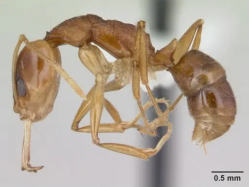 Anochetus pellucidus - CASENT0178260