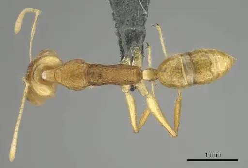 Anochetus pellucidus - CASENT0250073