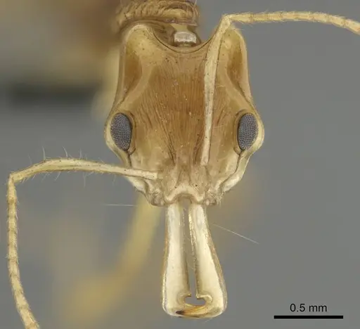 Anochetus pellucidus - CASENT0250073