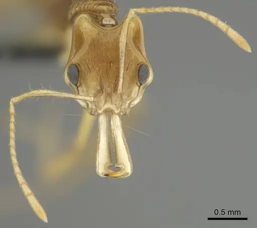 Anochetus pellucidus - CASENT0250073