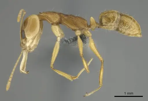 Anochetus pellucidus - CASENT0250073