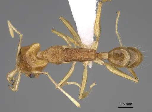 Anochetus pellucidus - CASENT0403592