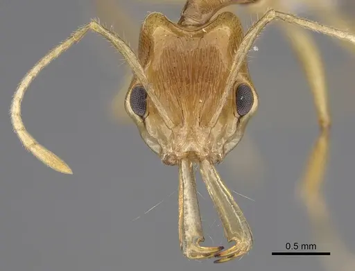 Anochetus pellucidus - CASENT0403592