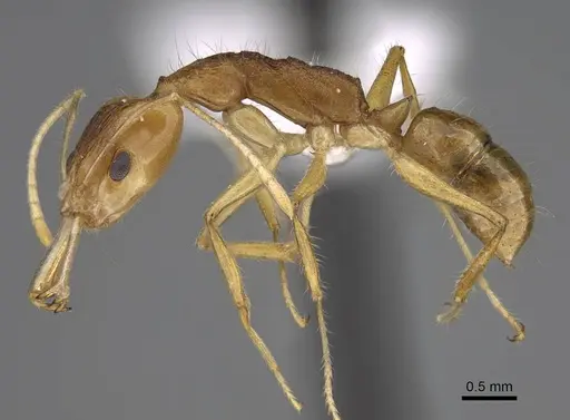 Anochetus pellucidus - CASENT0403592