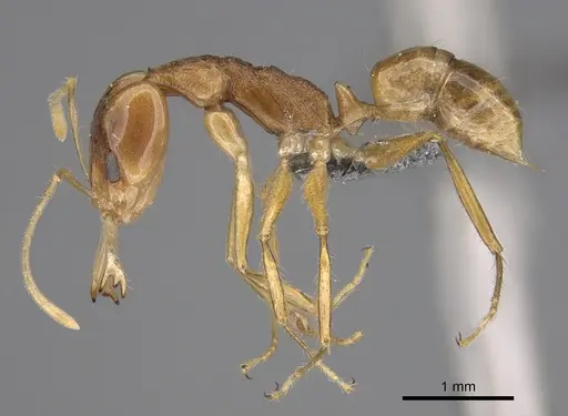 Anochetus pellucidus - CASENT0814954