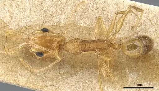 Anochetus pellucidus - CASENT0903982