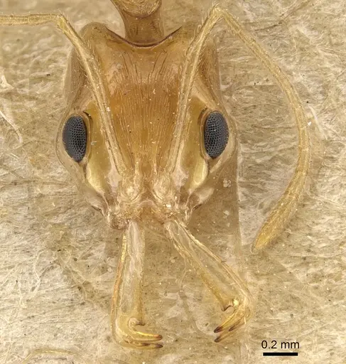 Anochetus pellucidus - CASENT0903982