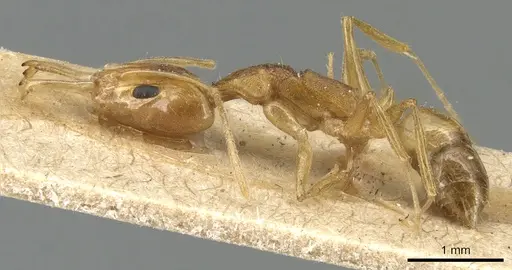 Anochetus pellucidus - CASENT0903982