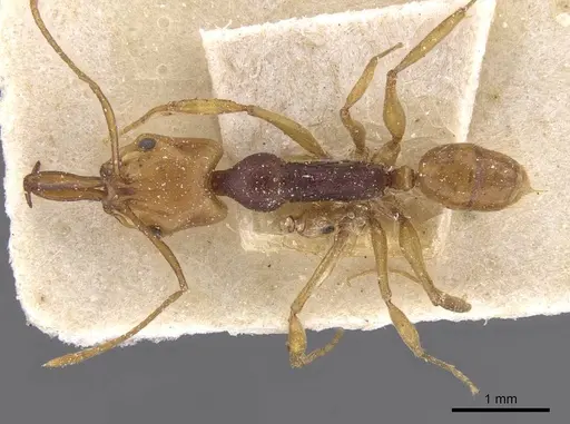 Anochetus pellucidus - CASENT0915165