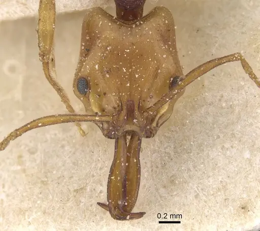 Anochetus pellucidus - CASENT0915165