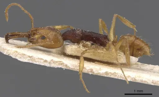 Anochetus pellucidus - CASENT0915165