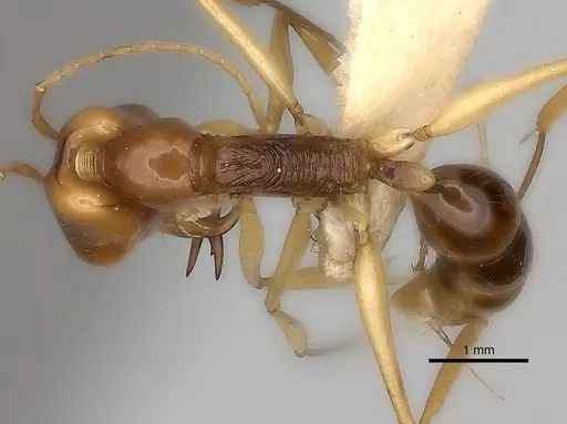 Anochetus princeps specimen