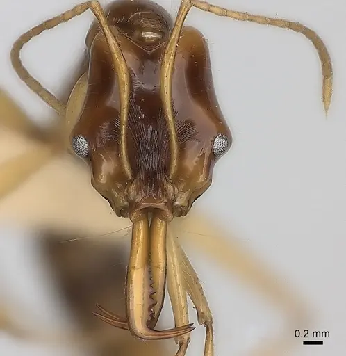 Anochetus princeps specimen