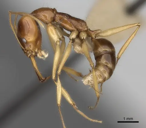 Anochetus princeps specimen