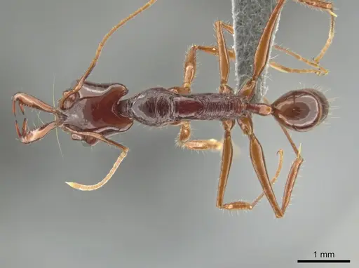 Anochetus princeps - CASENT0634783