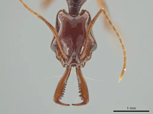 Anochetus princeps - CASENT0634783