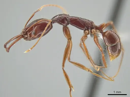 Anochetus princeps - CASENT0634783