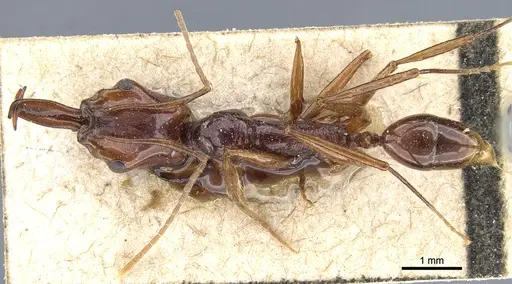 Anochetus princeps - CASENT0903980