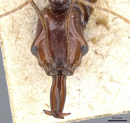 Anochetus princeps - CASENT0903980