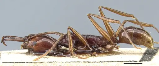 Anochetus princeps - CASENT0903980