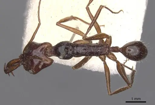 Anochetus princeps - CASENT0907402