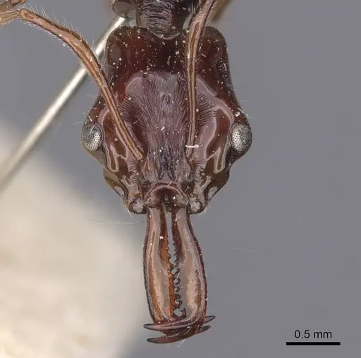 Anochetus princeps - CASENT0907402