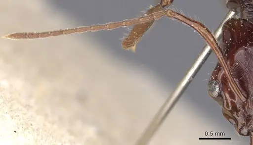 Anochetus princeps - CASENT0907402