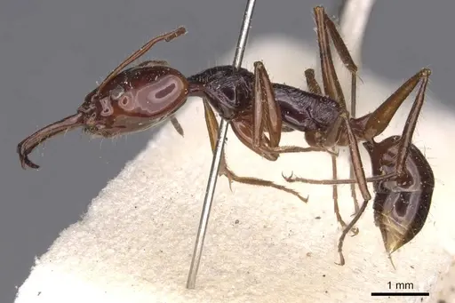 Anochetus princeps - CASENT0907402