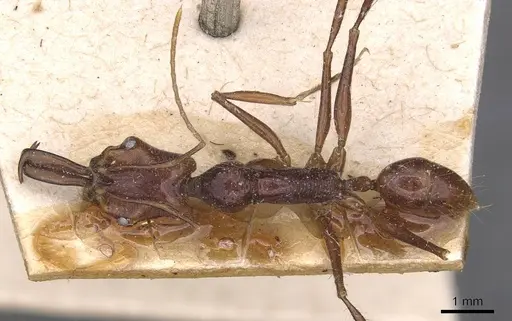 Anochetus princeps - CASENT0907403