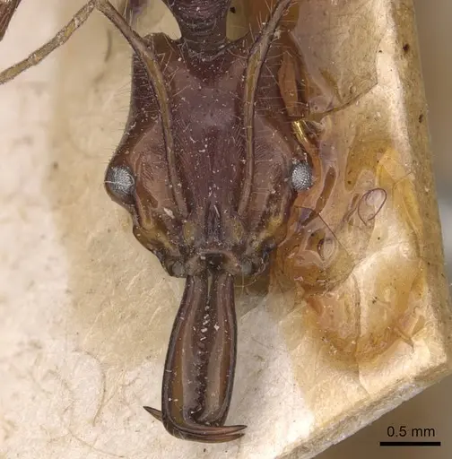 Anochetus princeps - CASENT0907403