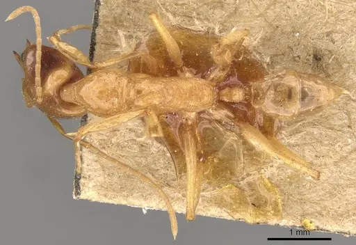 Anochetus princeps - CASENT0907408