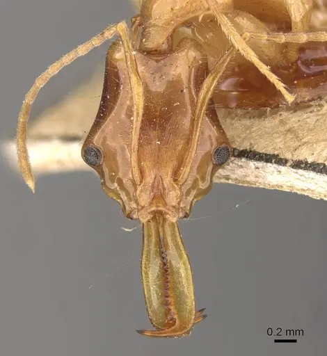 Anochetus princeps - CASENT0907408