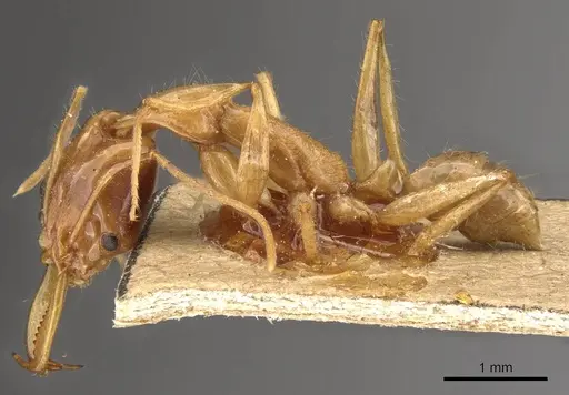 Anochetus princeps - CASENT0907408