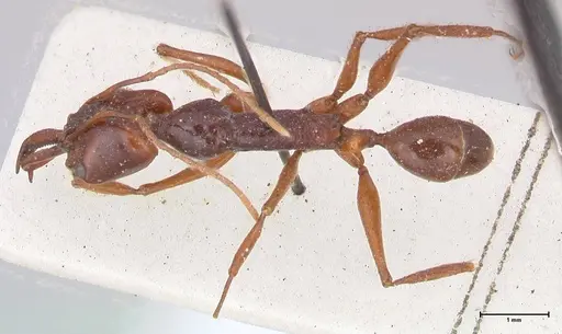 Anochetus princeps - FOCOL1042