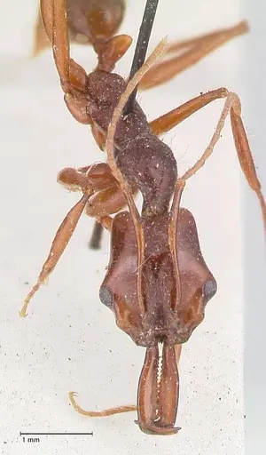 Anochetus princeps - FOCOL1042