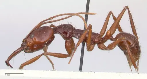 Anochetus princeps - FOCOL1042