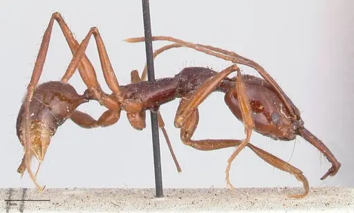 Anochetus princeps - FOCOL1042