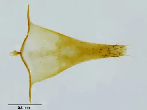 Anochetus princeps - SEMUT20160525I